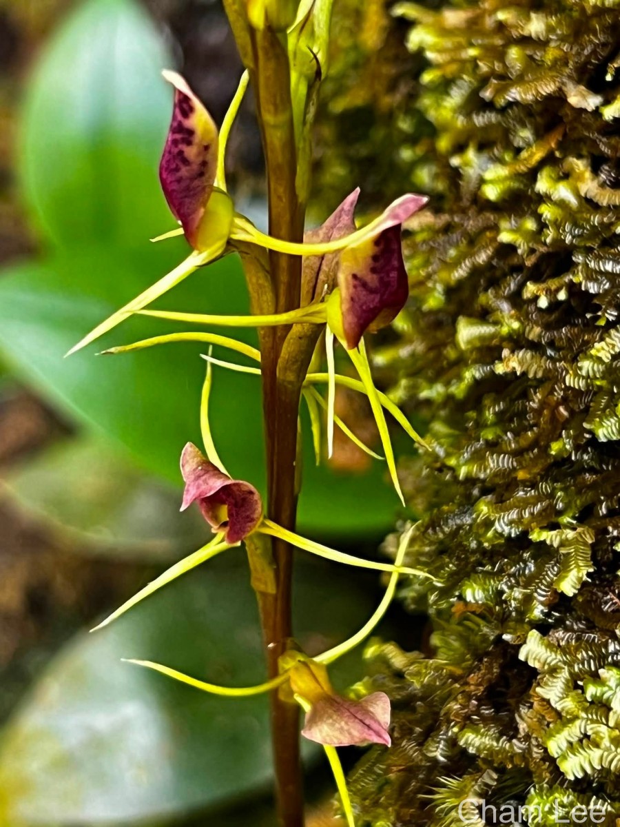 Cryptostylis arachnites (Blume) Hassk.